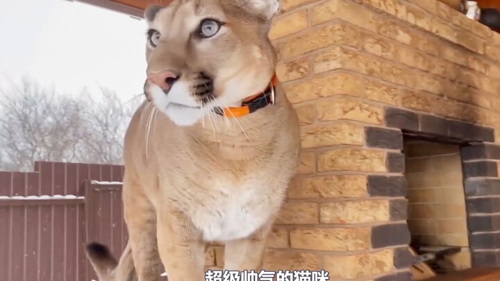 Kemarahan si puma kecil begitu besar, bahkan sampai “berkelahi” dengan ibunya!