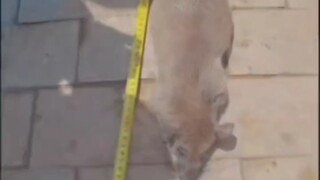 หนูกลายเป็นวิญญาณ หนูตัวใหญ่กว่าเด็ก หนูฆ่าแมว