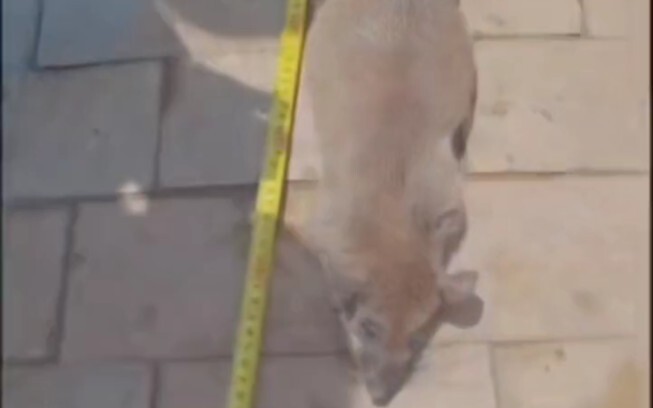 Tikus menjadi roh? Tikus yang lebih besar dari anak kecil. Tikus membunuh kucing.