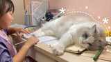 [Động vật]Cuộc sống hạnh phúc của chú mèo Ragdoll quấn người