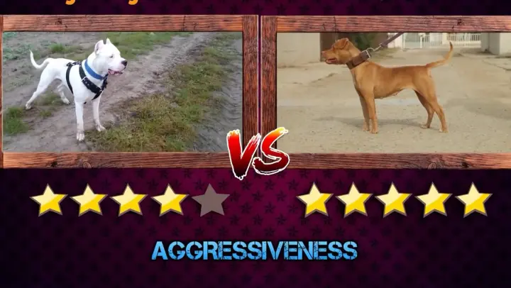 Pitbull VS Dogo Argentino