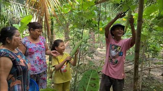 Thu Hoạch Vườn Mướp Hương và Rau Củ Quả Sao Bao Ngày Chờ Đợi | TKQ & Family T1040