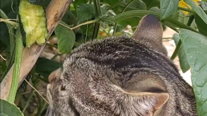 เจ้าจิ้งจอกใหญ่ชอบกินแตงกวาที่สุด!