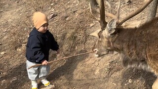 The Sika Deer Bullying Gentleman Incident