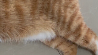 Diambil dari kucing, digunakan untuk kucing