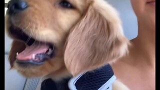 In case you haven't seen various animals yawn