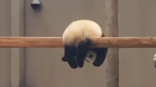 Gấu trúc: "Không có gì, tôi cúp máy đây."