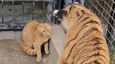 Đầu tròn bát tuần gặp bướm