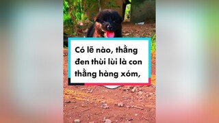 ANH EM ƠI, tôi đố ANH EM NHÌN THẤY NÓ ĐẤY😂😂😂  xuhuong fypシ thucung dog luxkylux luxkyluxtiktok