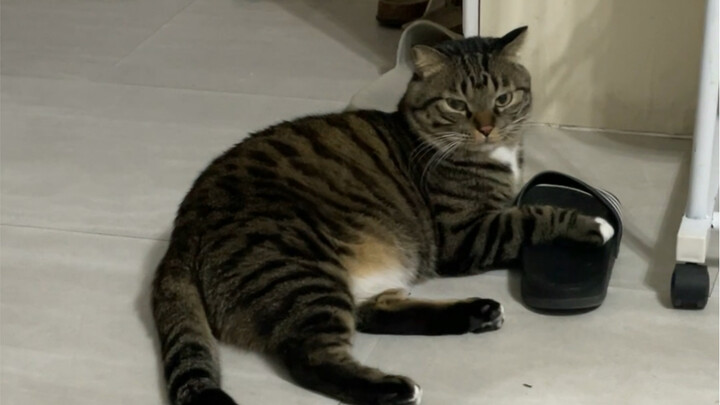Why do kittens love smelly slippers so much?!