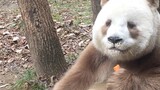 [Panda] ใครว่าแพนด้ามีแต่สีขาวดำ มาดูแพนด้าสีน้ำตาลสุดหายากกัน