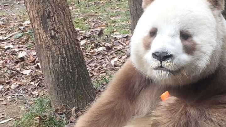 [Panda] Panda Coklat Pecah Rekor Sejarah Foto Hitam-Putih Panda