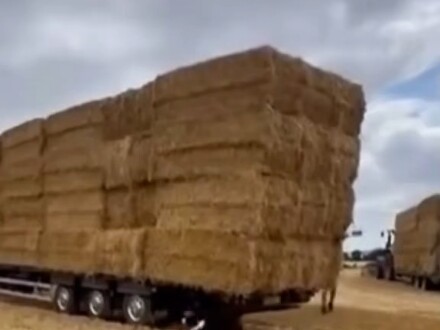 You'll be amazed how low-maintenance a border collie is! #BorderCollie