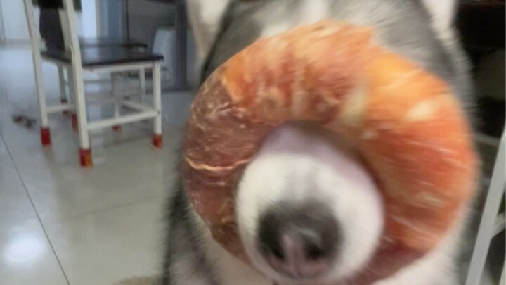 My dog is just so well-behaved!