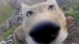 Recording wild animals with a hidden camera Video No.2