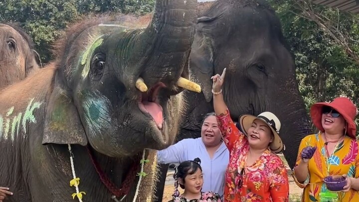 🥹Aww, the little elephant knows everyone’s celebrating his birthday! So smart and so cute!