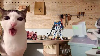 [Gundam OEM Daily S2E1] Nhu cầu phun tấm kỳ lạ đã tăng lên (chương phun tấm) Cat meme