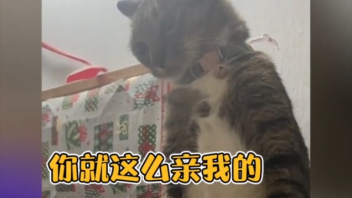 قطة صغيرة تقلد صاحبتها في التقبيل #مضحك