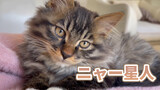 Binatang|Bentuk Konyol Menggemaskan Kucing Dragon Li Berbulu Panjang