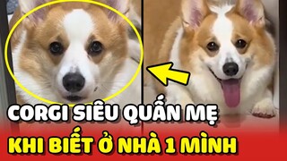 Nàng Corgi SIÊU QUẤN MẸ và phản ứng khi mẹ đòi bỏ ở nhà một mình 😂 | Yêu Lu