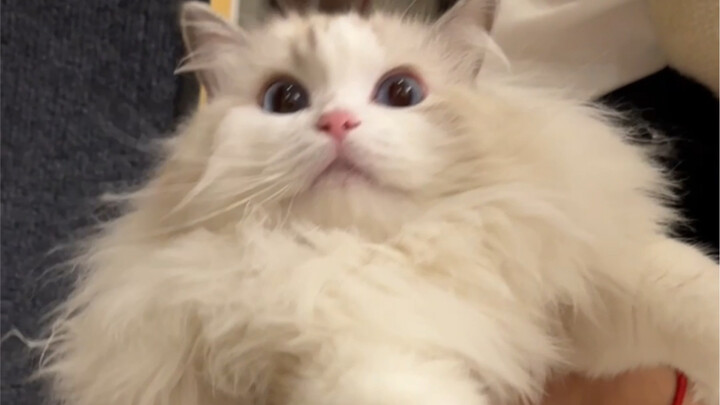 Tengsheng’s First Time Using a Treadmill — And Also the Last!!!