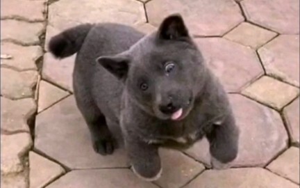 Di dalam ada anjing jahat