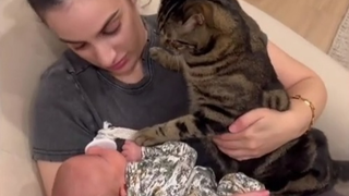 Kucing-kucing bertingkah seperti anak manja dan bersaing untuk mendapatkan perhatian dari bayi-bayi 