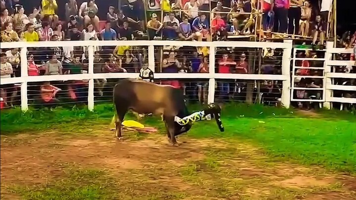 Đây mới là chiến binh thực thụ! Ngầu quá!