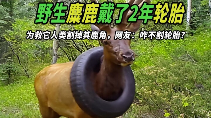 Wild elk wore a tire for 2 years—humanity cut off its antlers to save it. Netizens: Why not just cut
