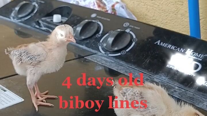 update sa ating breeding