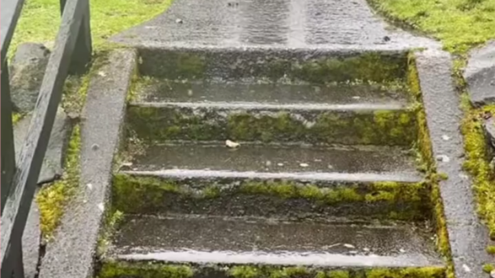 Cleaning moss is so satisfying!