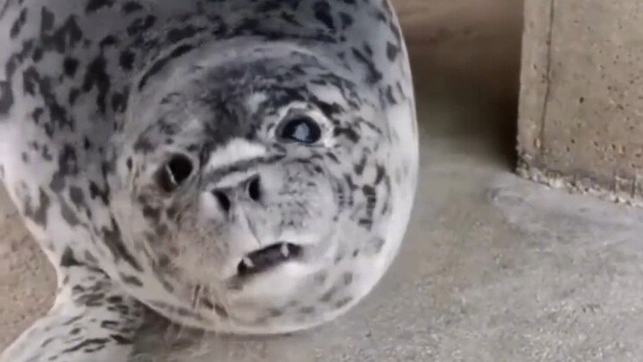 Anjing laut sebenarnya hanyalah seekor anjing kecil di lautan.