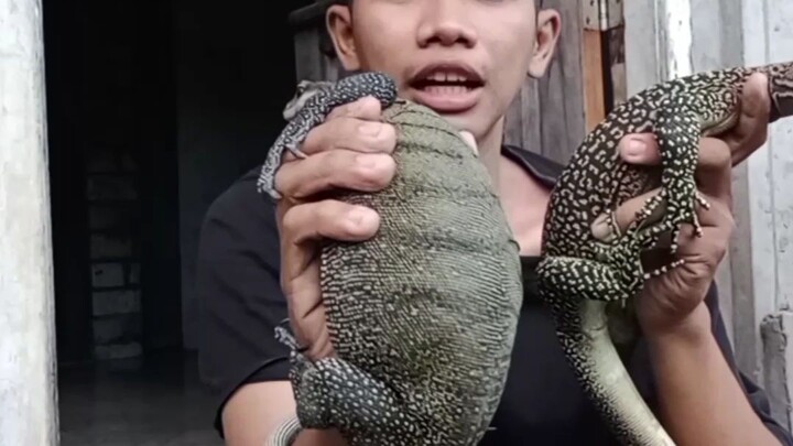 Rutinitas bersama biawak ( Varanus jobiensis & Varanus Doreanus )