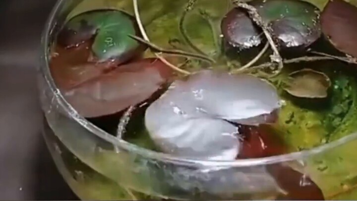 مشاهدة زهور اللوتس تتفتح، آمل أن تجلب الحظ السعيد*