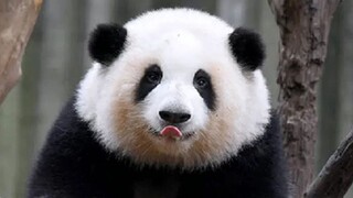 Why do pandas win the affection of people all over the world?