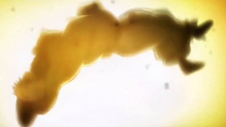 เพตรายังคงเป็นผู้หญิง