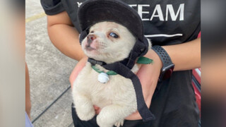 من يجرؤ على القول إن كلابنا الصغيرة البسيطة ليست لطيفة؟