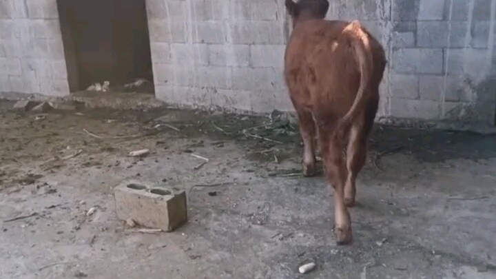 The old yellow ox keeps sneaking out of the barn, wandering into the house to sleep on its owner’s b