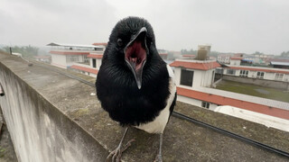 The most spiritual magpie I've ever raised