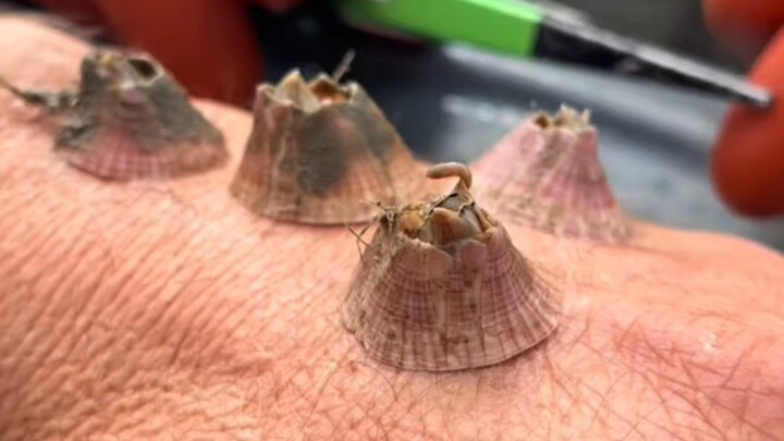 Did barnacles evolve to fill the ecological niche left by the absence of mosquitoes in the ocean?
