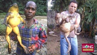 Nhập Cóc Khổng Lồ về canh mía và cái kết biến lũ chó nhà thành "con nghiện" | Hóng Khám Phá