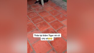 Thảo lại thăm con của Lượm😊chó_cưng thaole301 chotacungcanduocyeuthuong yeuthuongtronven yeuthuongdongvat dongvatdethuong yeudongvat thucung