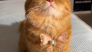 This episode is full of high-quality content!!