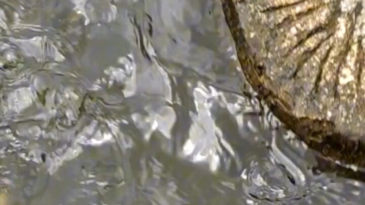 berenang×ngasih makan ikan√