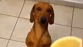 Chú chó lần đầu tiên được ăn chanh, phản ứng của chúng thật đáng yêu!