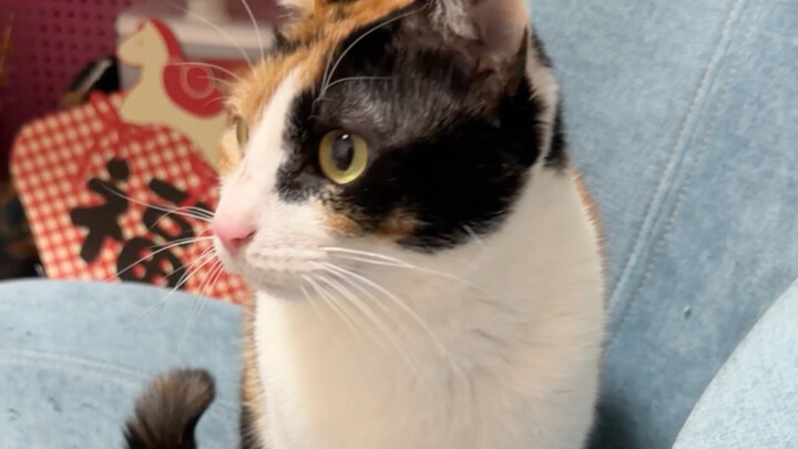 They’re both stray cats, so why is there such a big difference?