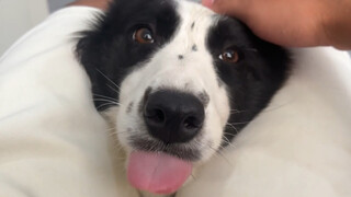 What is it like to own a Border Collie that can communicate seamlessly?