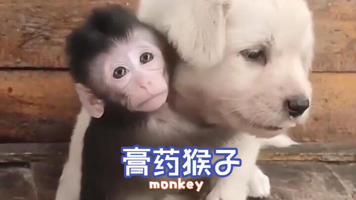Hewan yang paling menyebalkan - Monyet Plester