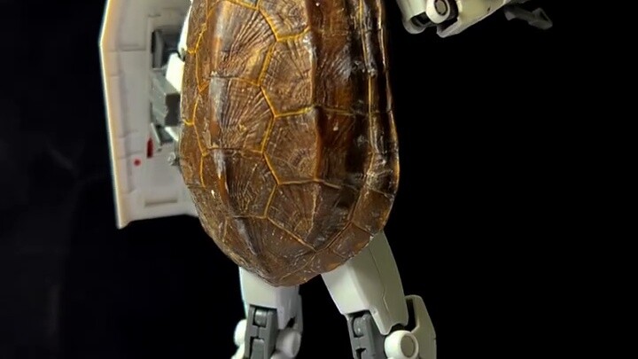 Bạo chúa rùa Bandai? Rùa thật