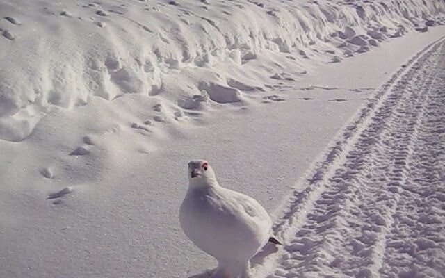 【雪鸡】你知不知道这样很搞笑。。。